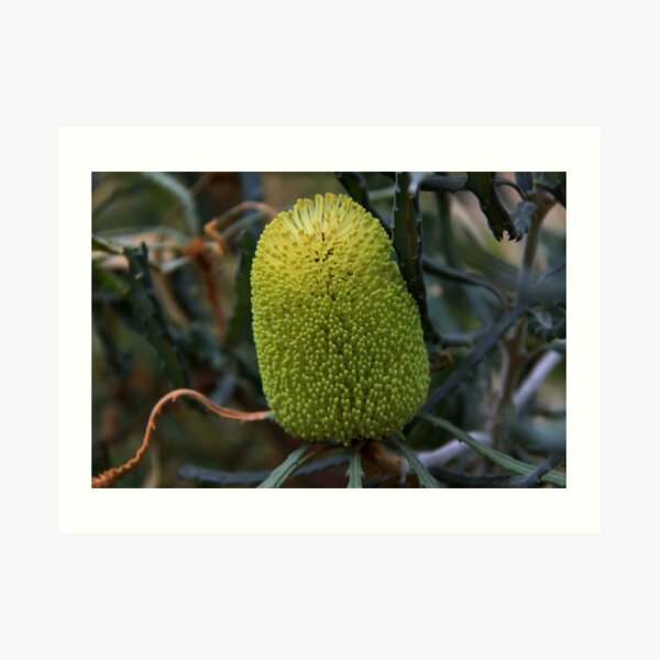 Banksia pilostylis Art Print
