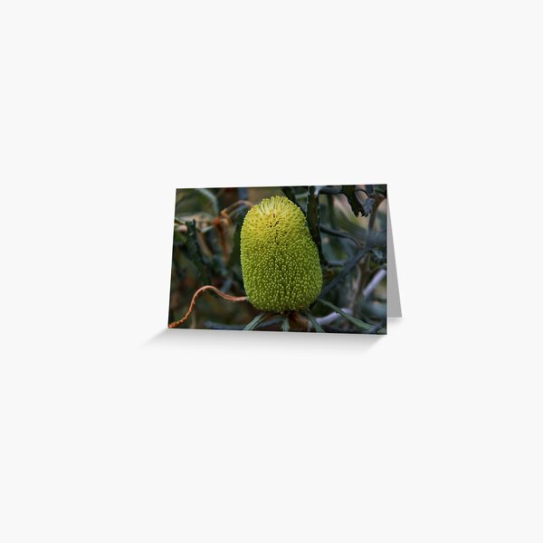 Banksia pilostylis Greeting Card