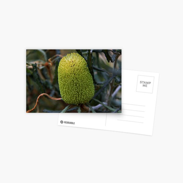 Banksia pilostylis Postcard