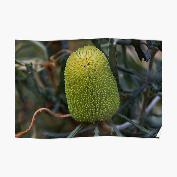 Banksia pilostylis Poster