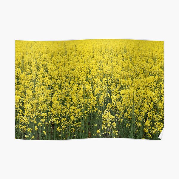 Beautiful shining rapeseed Poster
