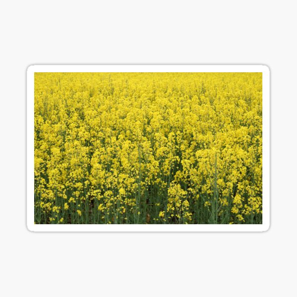 Beautiful shining rapeseed Sticker