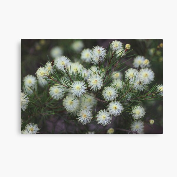 Item preview, Melaleuca nodosa designed and sold by andrachne.