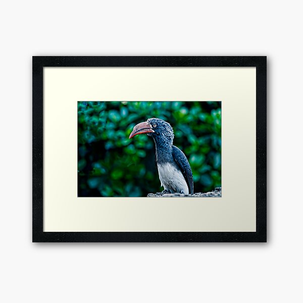 Hornbill Framed Art Print