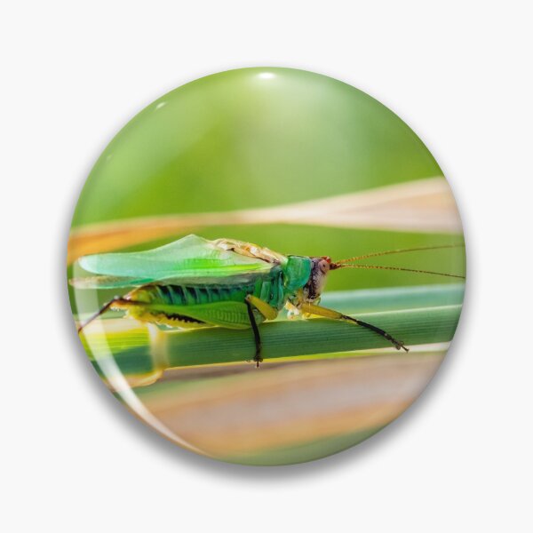 Item preview, Traveling Katydid designed and sold by Jacob Nava.