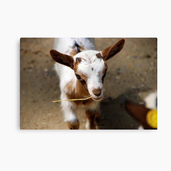 TIBETAN... Canvas Print