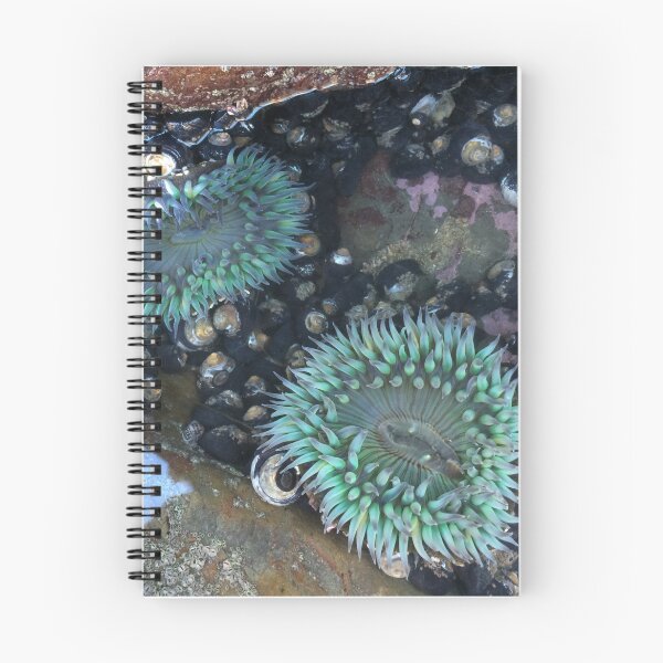 Item preview, Tide Pools Sea Anemone  designed and sold by Adventurersyd.
