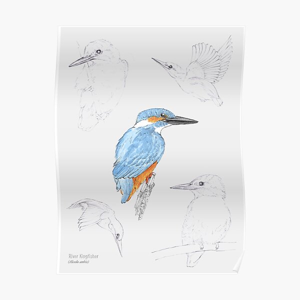 Kingfisher Study Poster