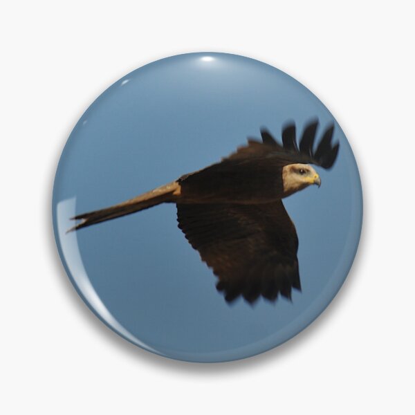 Item preview, 20190914 Wedgetail Eagle, Sturt Highway, NSW, Australia  designed and sold by muz2142.