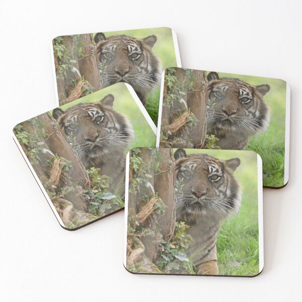 Item preview, Sumatran Tiger designed and sold by aquabella.