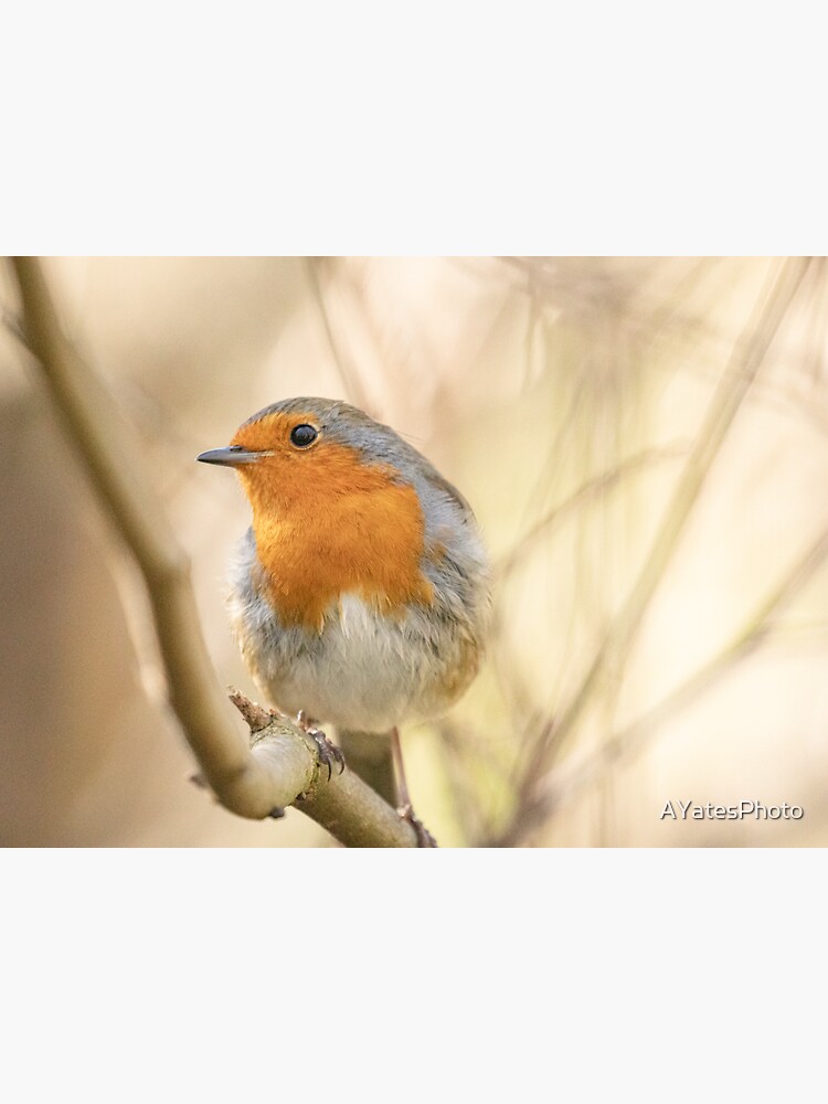 Thumbnail 3 of 3, Sticker, Wistful robin designed and sold by AYatesPhoto.