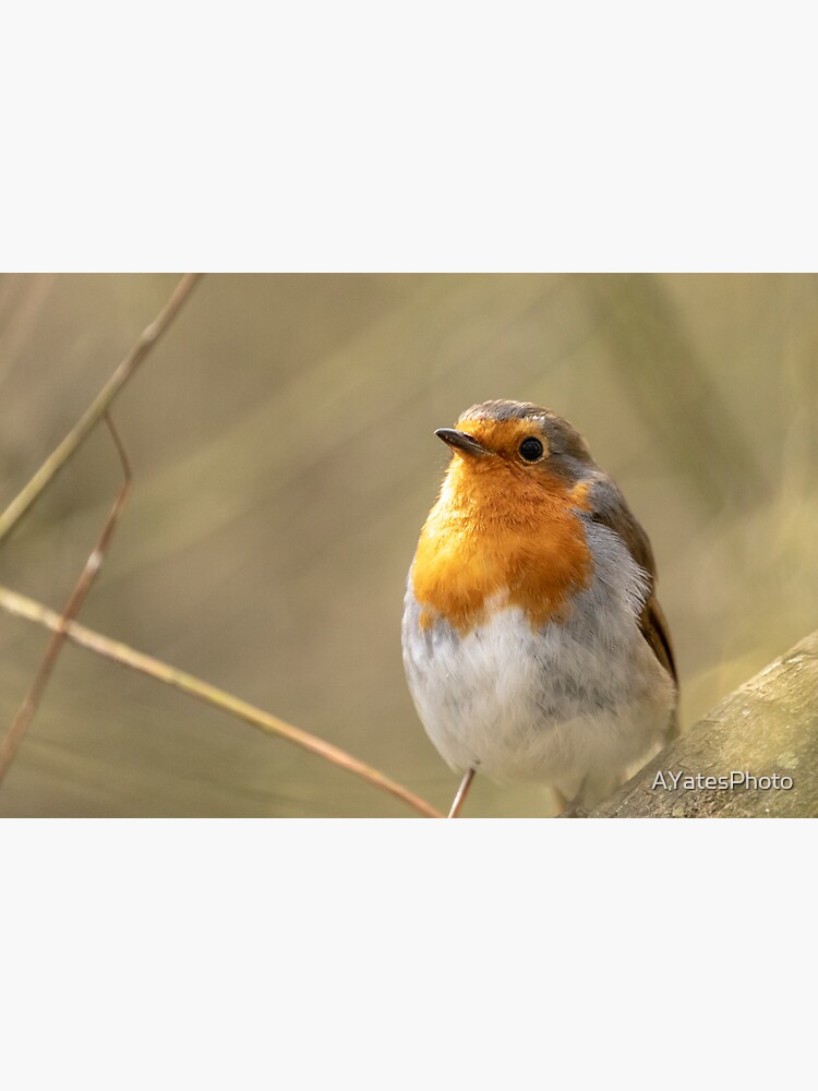 Artwork view, Robin looking up designed and sold by AYatesPhoto