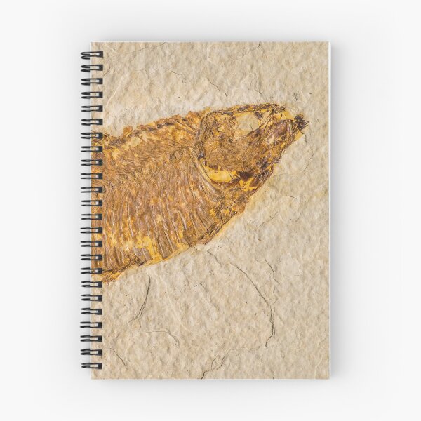 Item preview, Fossilized Knightia Fish designed and sold by Jacob Nava.