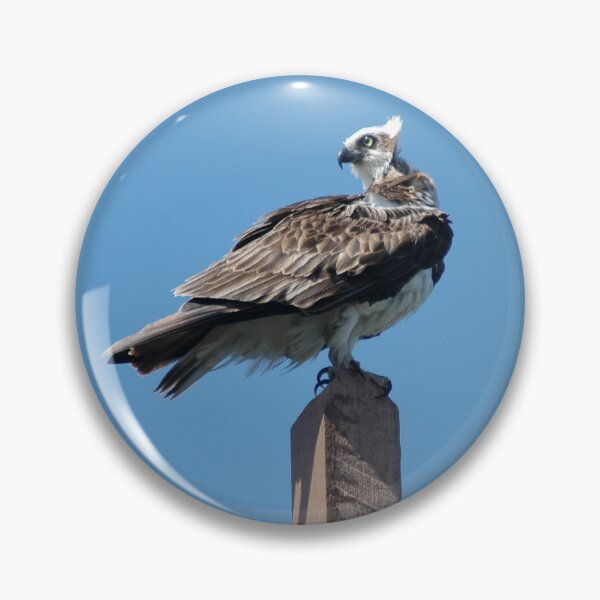 Item preview, Young Eagle @ Ballina, Australia 2008 designed and sold by muz2142.