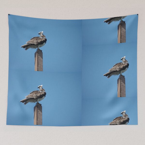 Item preview, Young Eagle @ Ballina, Australia 2008 designed and sold by muz2142.