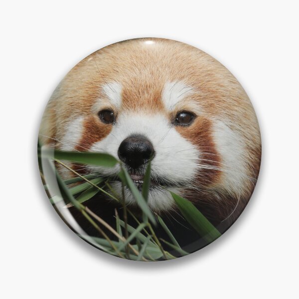 Item preview, Red Panda designed and sold by aquabella.