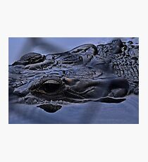 Gator Photographic Print