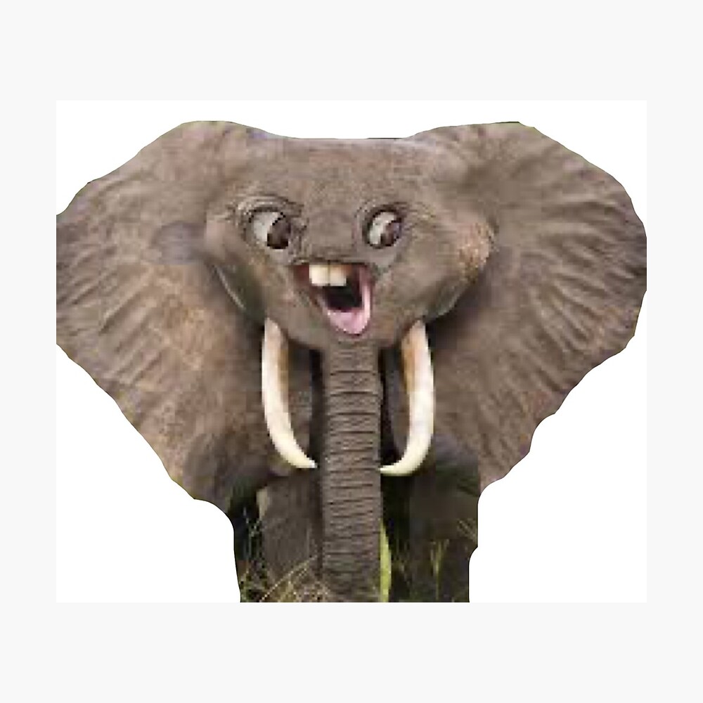 elephant funny face elephant funny face
