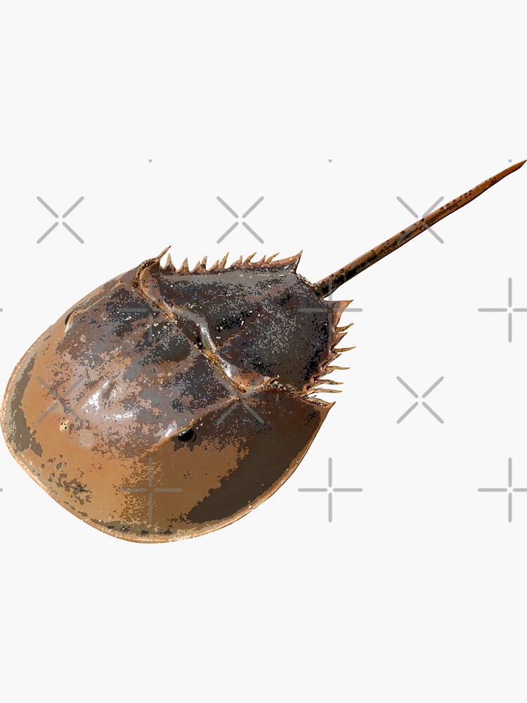 "Horseshoe Crab Color Print " Sticker by designsasstultd Redbubble