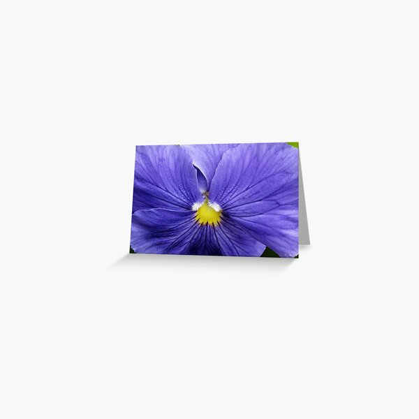 Purple macro Greeting Card