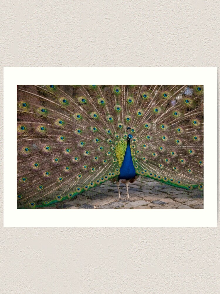 Peacock Display Art Print
