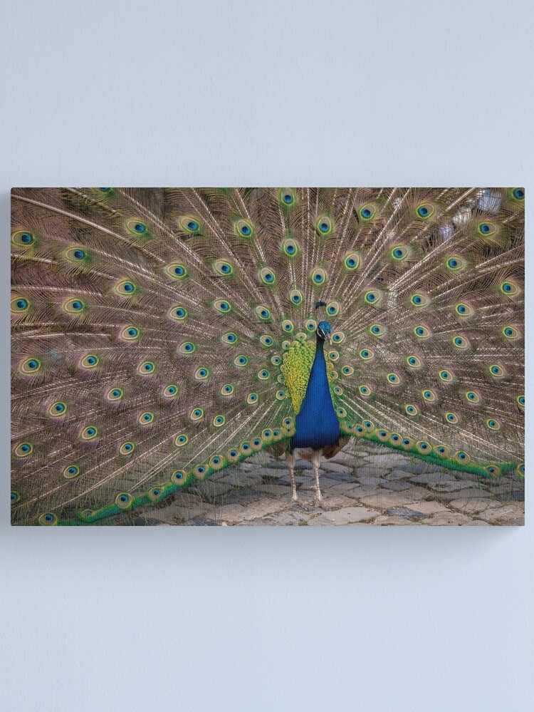 Thumbnail 2 of 3, Canvas Print, Peacock display designed and sold by AYatesPhoto.
