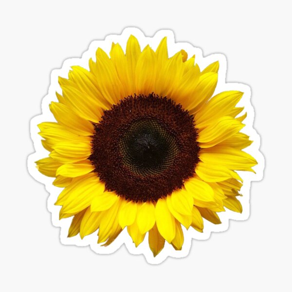 Sunflowers Gifts Beautiful Sun Flower Gift Ideas for Positive