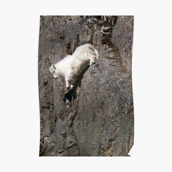 Playing with Gravity - Mountain Goat Kid in Free Fall Poster