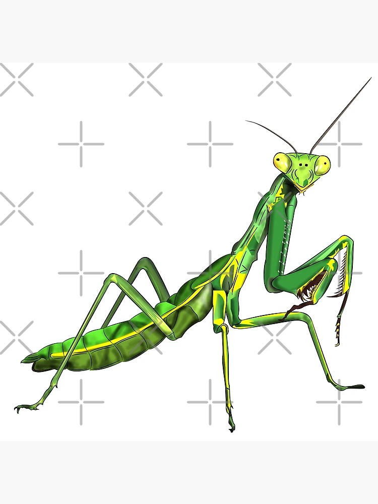 Thumbnail 3 of 3, Poster, Praying Mantis designed and sold by WorldEngine.