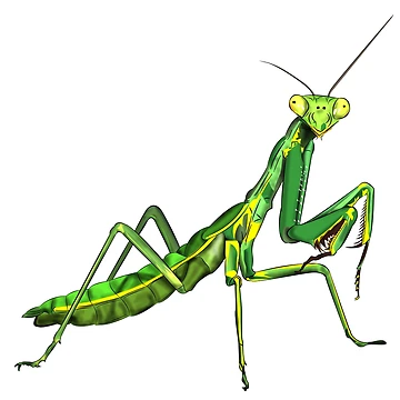 Artwork thumbnail, Praying Mantis by WorldEngine