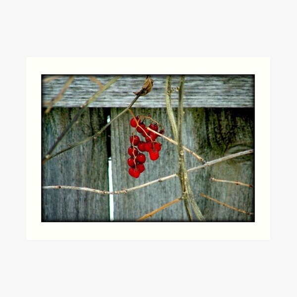 Berries © Art Print