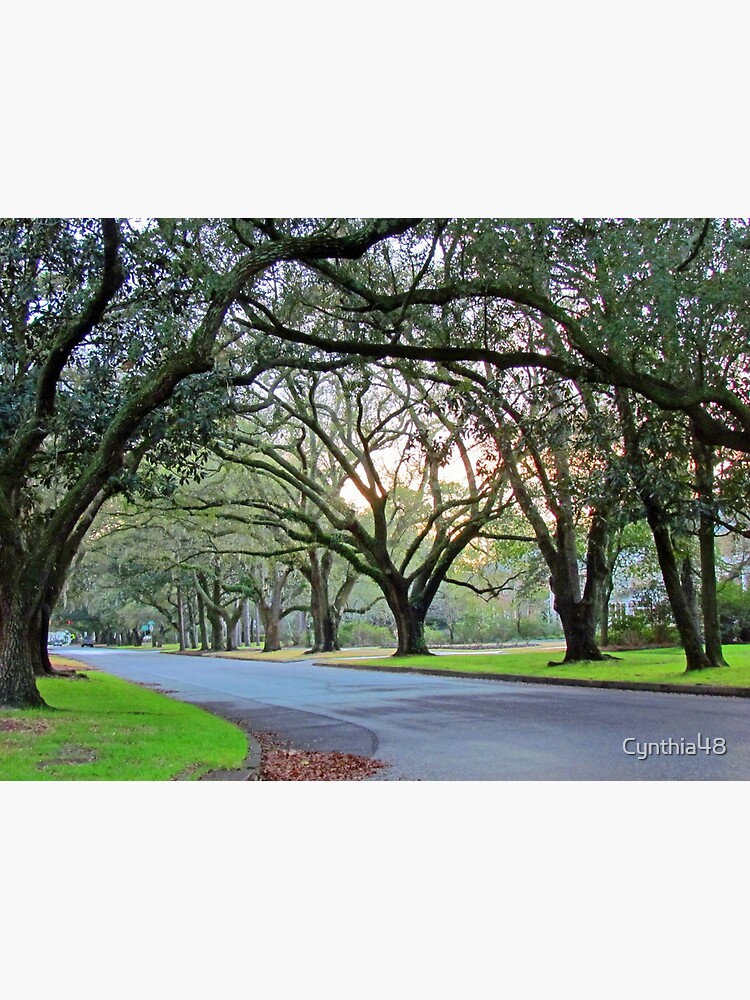 "Tree Lined Street In Wilmington, NC" Poster for Sale by Cynthia48