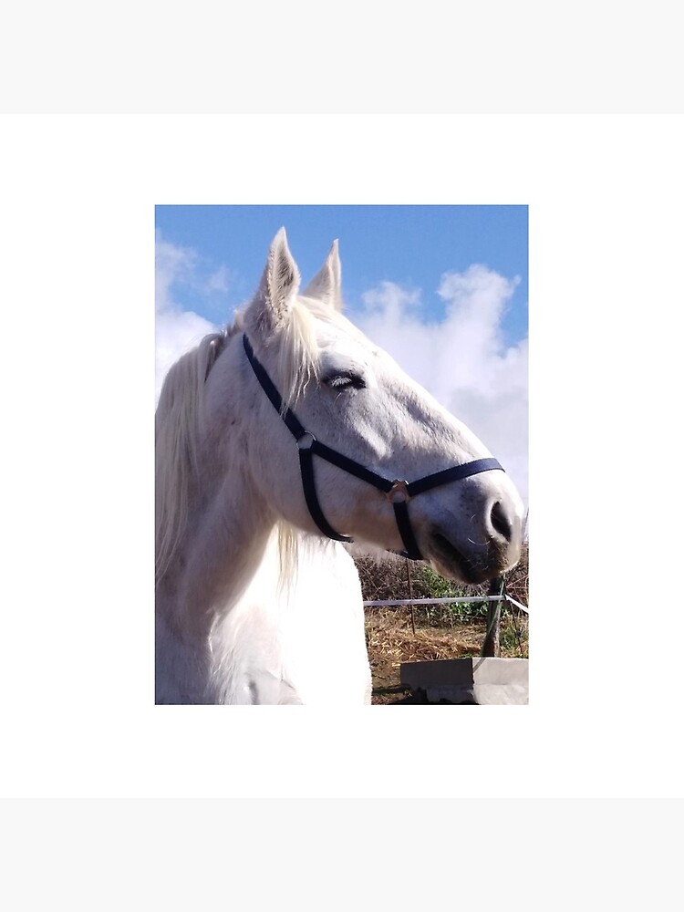 Malibu smiling in the sun by CaballoBlanco