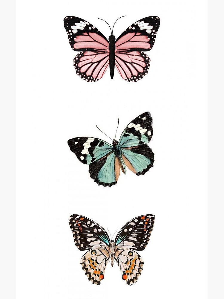 VSCO Aesthetic Butterfly VSCO Aesthetic Butterfly