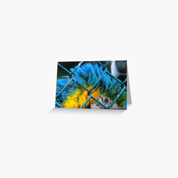 BLUE... Greeting Card
