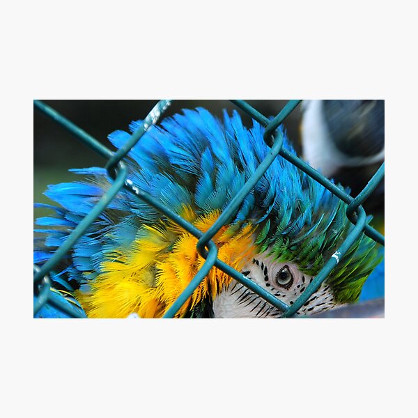 BLUE... Photographic Print