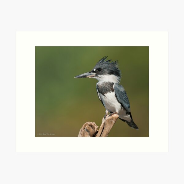 Male Belted Kingfisher Art Print