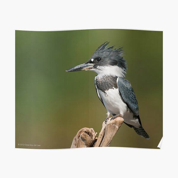 Male Belted Kingfisher Poster