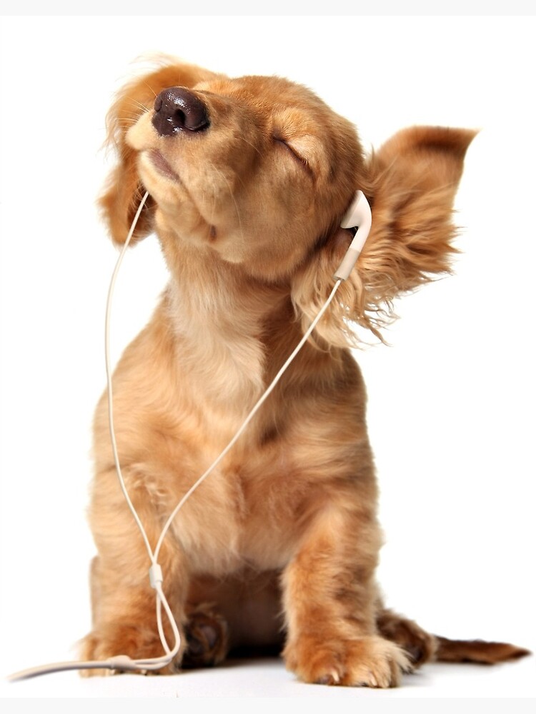 cool dog music