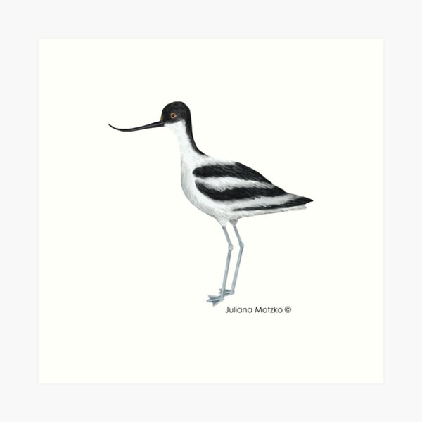 Avocet Art Print