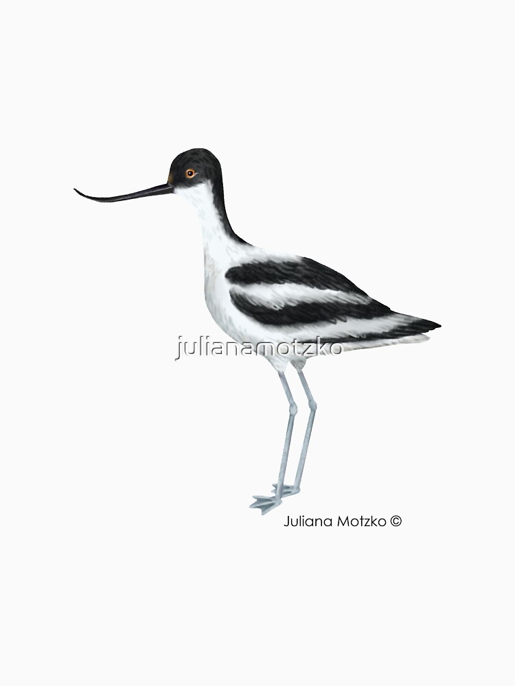 Avocet by julianamotzko