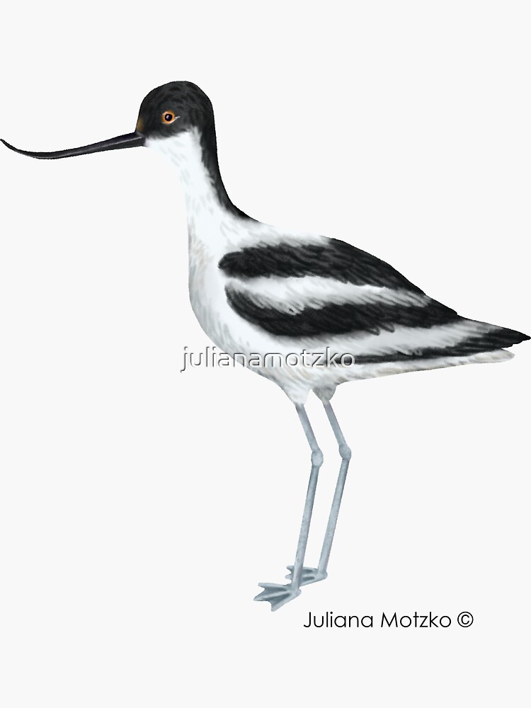 Avocet by julianamotzko