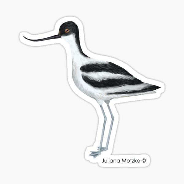 Avocet Sticker
