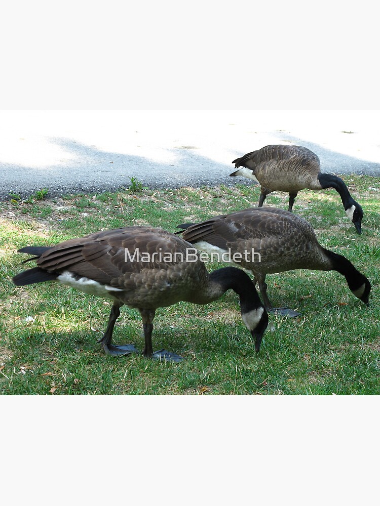 "What's good for the goose is good for the gander" Poster for Sale by MarianBendeth Redbubble