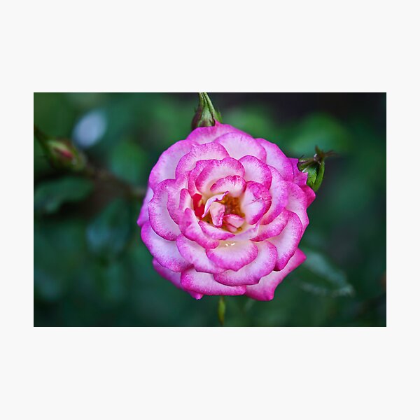Item preview, Small Red Rose designed and sold by pcfyi.