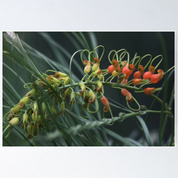 Item preview, Grevillea stenomera designed and sold by andrachne.