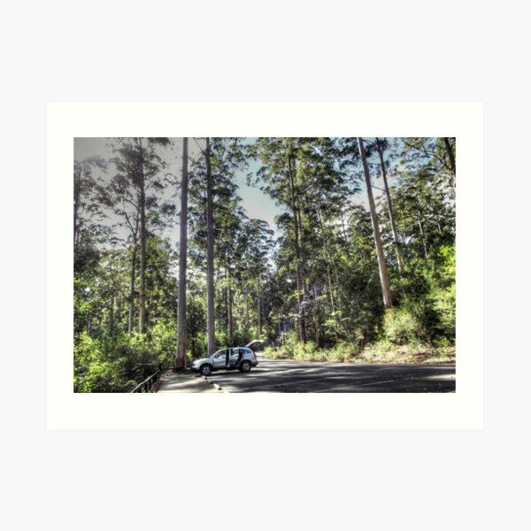 Pemberton Forest Art Print