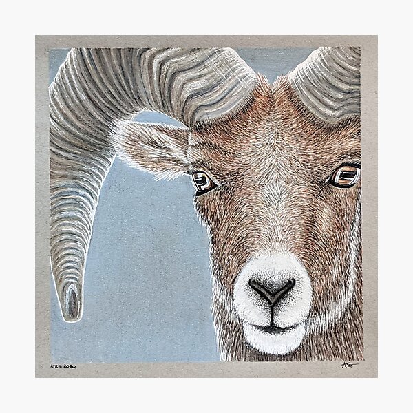 Bighorn Sheep Photographic Print