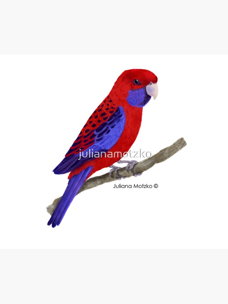 Crimson Rosella Bird by julianamotzko