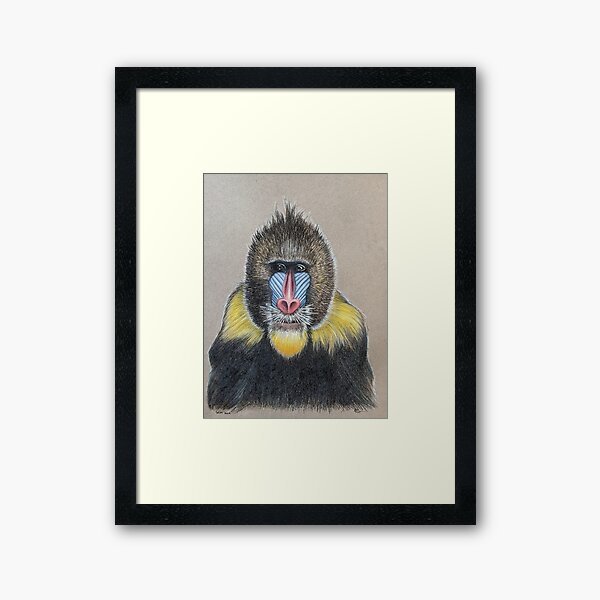 Yosufu, Mandrill at the Calgary Zoo Framed Art Print